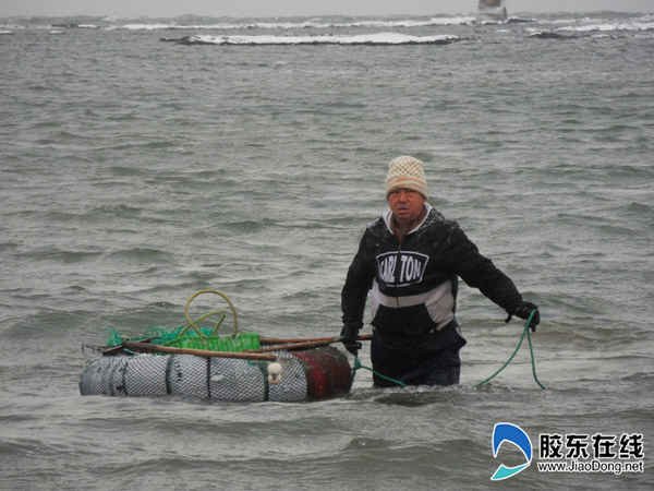 你想不到的事：蓬莱市民冒着大雪赶海