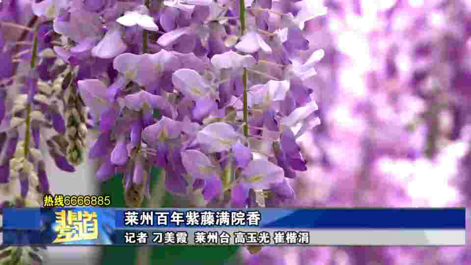 莱州百年紫藤满院香