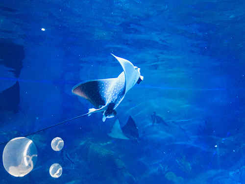 烟台海昌鲸鲨海洋公园又添喜讯！燕子鳐产下三胞胎