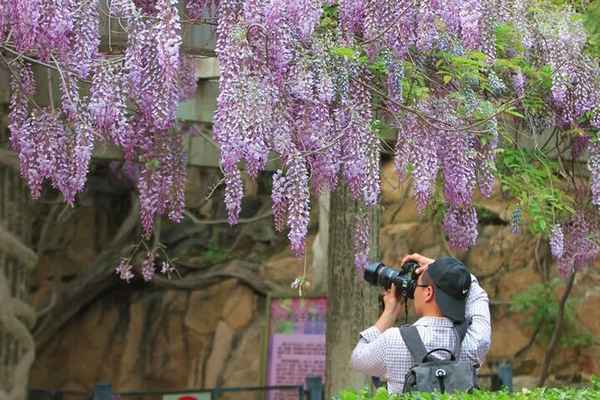 拓展全域旅游空间 烟台“千万人游乡村”点燃五一小长假