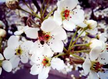 【烟台雄孩子亲子游】4月15日，莱阳梨花节盛大开幕！梨花+樱花，来一场浪漫之旅！