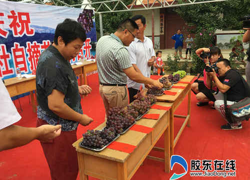 葡萄美酒夜光杯 郭家店葡萄采摘节开幕(图)