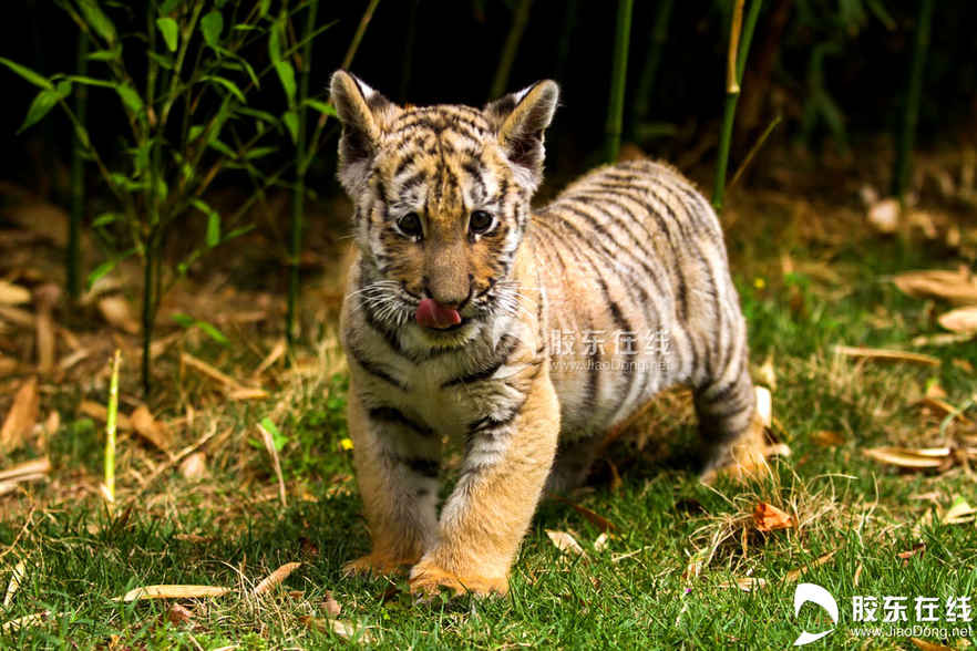 085月21日在烟台南山公园动物园拍摄的东北虎幼仔。 胶东在线记者 李刚 摄
