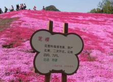 昆嵛山赏花之旅