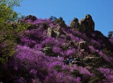 【三月赏花】青岛大珠山赏花、台东夜市二日游