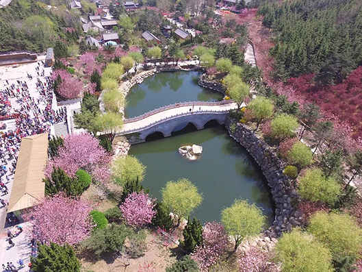 我与风车有个约会 “浪漫樱花季”赤山等你来