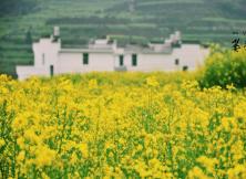 婺源赏油菜花+观民宅四日游