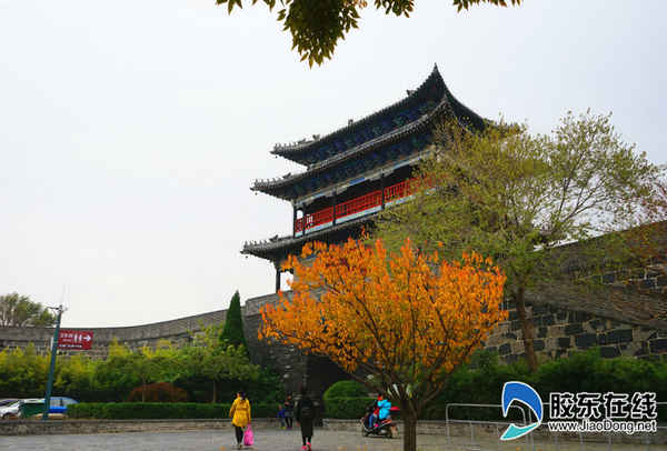 初冬，烟台这个地方景色斑斓！红枫树娇艳夺目……