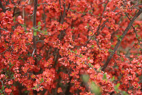 四月海棠花醉美 烟台植物园北美“洋花”等你来撩