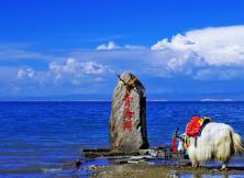 塔尔寺•青海湖••茶卡盐湖•可鲁克湖•莫高窟•鸣沙山月牙泉•嘉峪关•七彩丹霞•门源  八日游