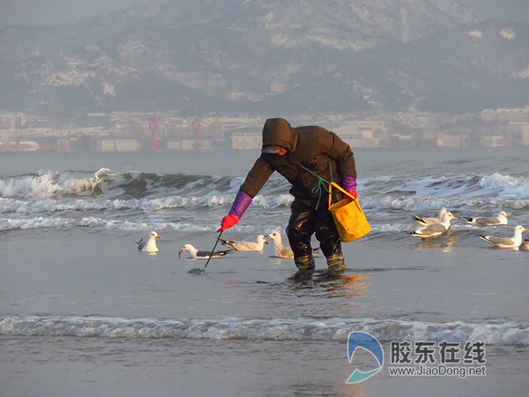 雪中的烟台美出了新高度：海鸥与赶海人共享冬日海边