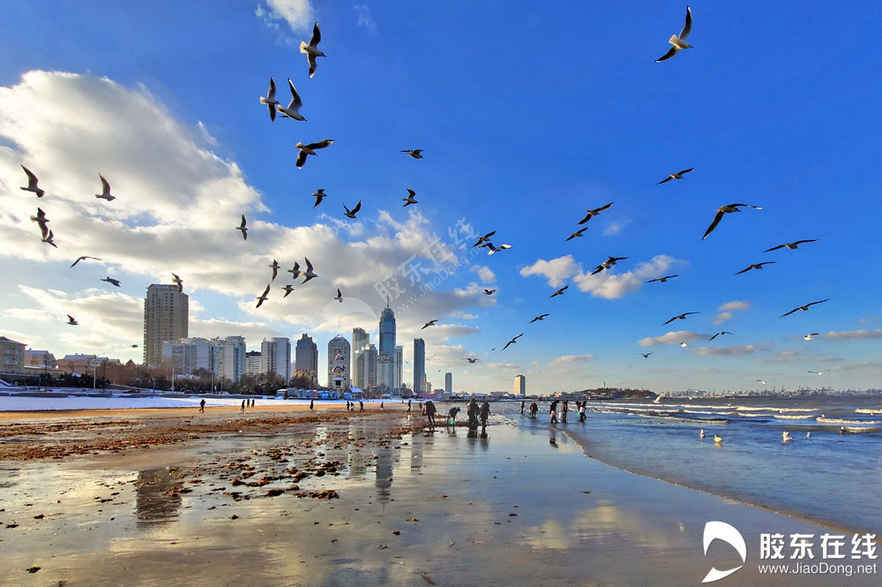 高清组图：烟台新年美景——碧海鸥影