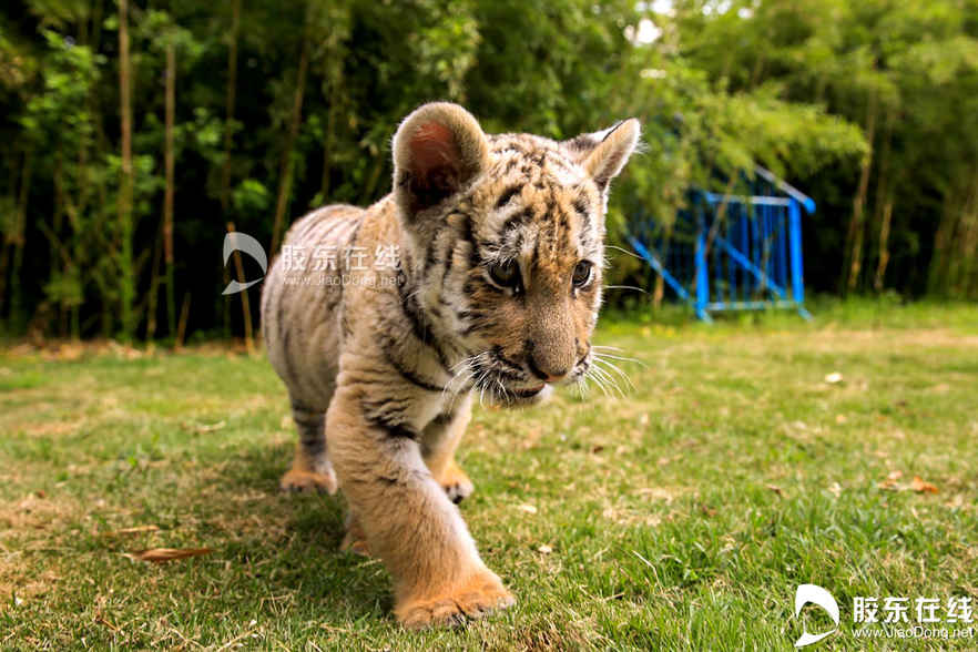 025月21日在烟台南山公园动物园拍摄的东北虎幼仔。 胶东在线记者 李刚 摄