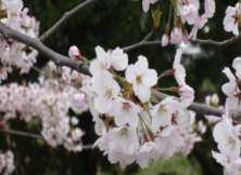 青岛赏樱花+游船海上观光一日游