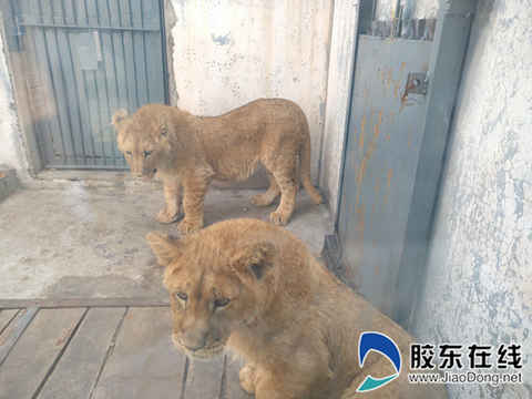 五一小长假第二天 烟台南山公园迎来“游园热”