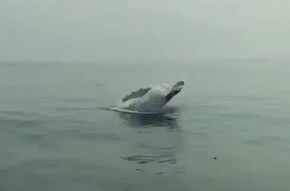 蓬莱长岛海域惊现神秘海洋生物！海洋世界专家权威解答