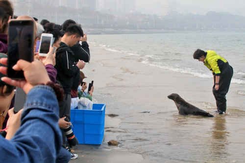 烟台小海狮“辛巴”海边学游泳 造型呆萌走红网络