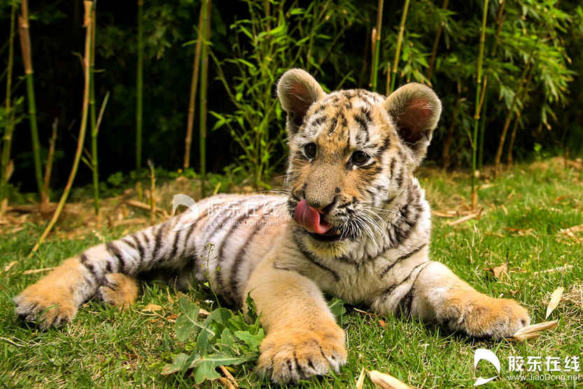 015月21日在烟台南山公园动物园拍摄的东北虎幼仔。 胶东在线记者 李刚 摄
