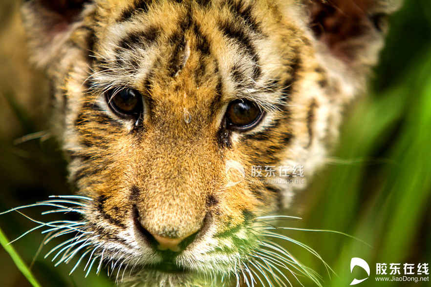 045月21日在烟台南山公园动物园拍摄的东北虎幼仔。 胶东在线记者 李刚 摄