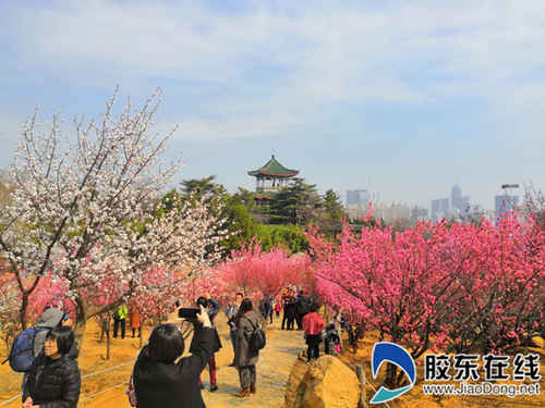 南山公园栖云阁广场南侧的梅花园十余个品种的梅花竞相开放