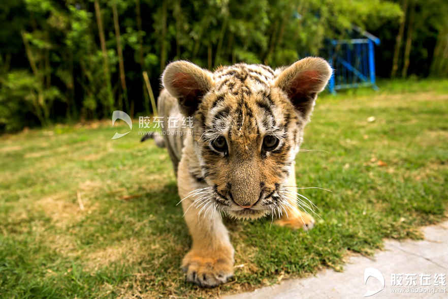 065月21日在烟台南山公园动物园拍摄的东北虎幼仔。 胶东在线记者 李刚 摄
