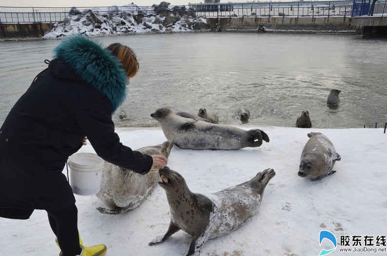 烟台冬趣:呆萌海豹撒欢儿 雪地打滚变身