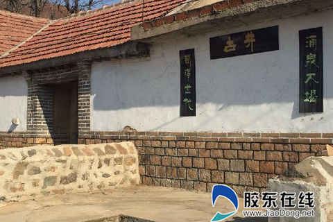 海阳市邵伯村:百年流苏树连理相依花似雪