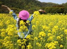 {清明节}连云港云台山、高邮油菜花大巴纯玩两日游