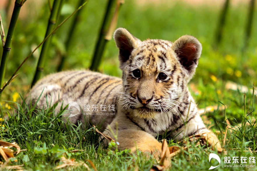 075月21日在烟台南山公园动物园拍摄的东北虎幼仔。 胶东在线记者 李刚 摄