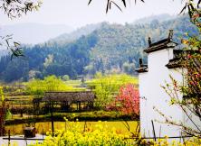 *【三月赏花系列】梦幻黄山 、水墨宏村、婺源篁岭、宋代老街、新安江山水画廊 双飞五体验游