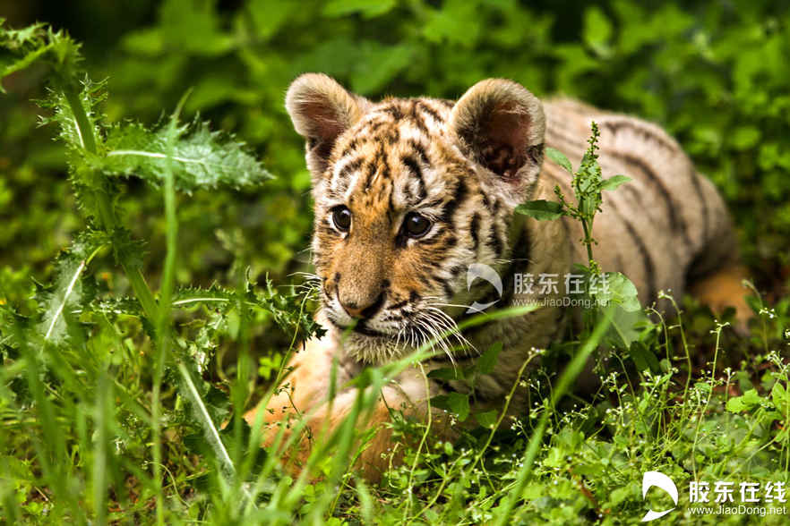 105月21日在烟台南山公园动物园拍摄的东北虎幼仔。 胶东在线记者 李刚 摄