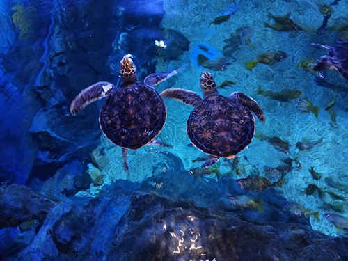 孵化出的小海龟