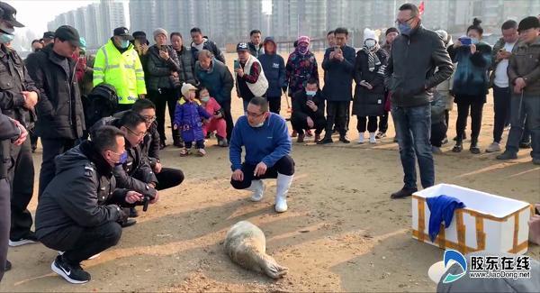 蓬莱海洋极地世界成功救助一只“豹墩墩”