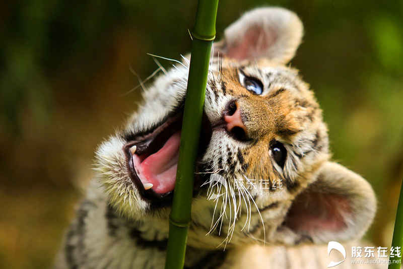 035月21日在烟台南山公园动物园拍摄的东北虎幼仔。 胶东在线记者 李刚 摄