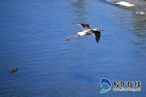 逛荡河入海口生态环境改善引得多种水鸟飞来