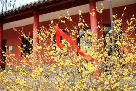 天气转暖 威海赤山发布春季赏花攻略
