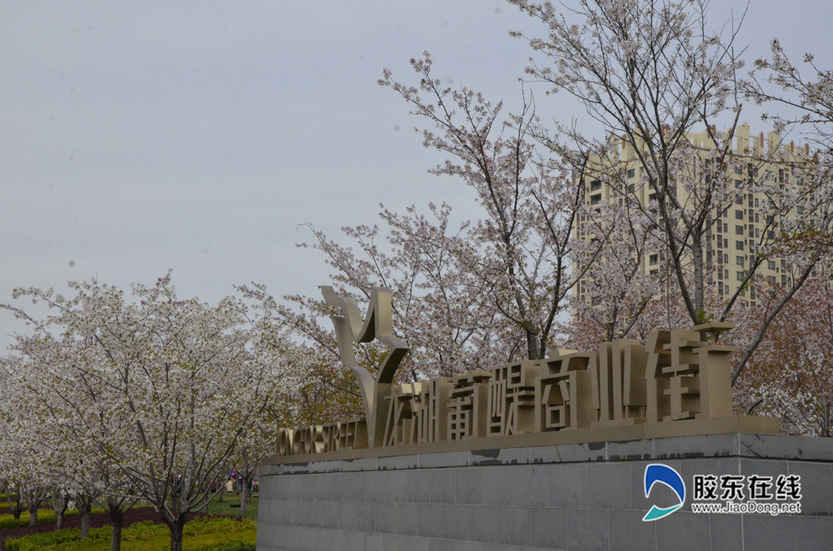高清：龙湖国际海岸樱花节 3000株樱花开成海