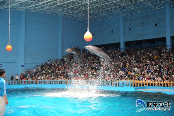 蓬莱海洋极地世界海豚表演
