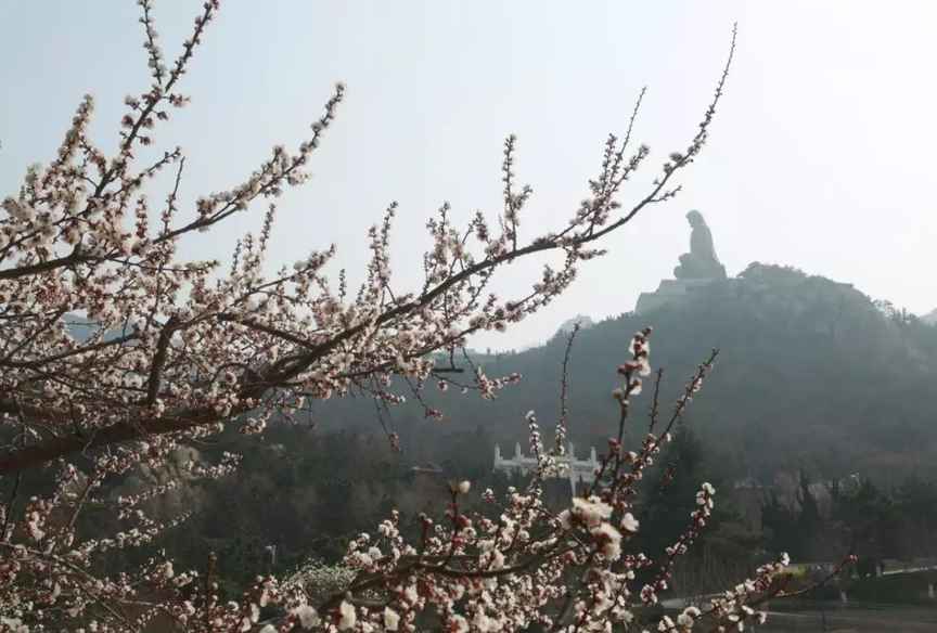 重大预告   赤山赏花季 来寻找你的醉美樱花仙子吧