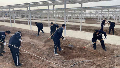 唤醒冬眠葡萄藤 吐鲁番机场园区葡萄“沐春光”