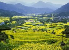 厦门鼓浪屿、武夷山、九曲溪漂流、江西三清山、婺源、庐山单飞八日