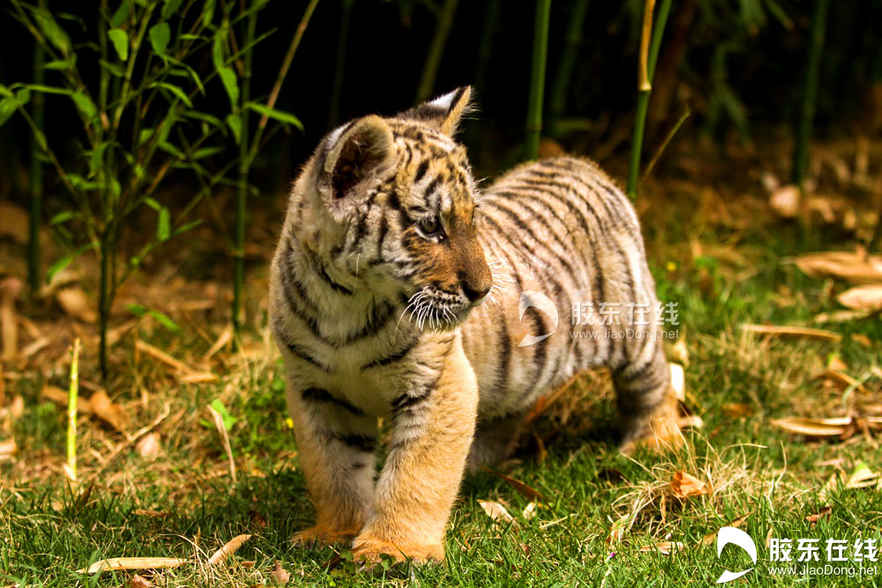 095月21日在烟台南山公园动物园拍摄的东北虎幼仔。 胶东在线记者 李刚 摄