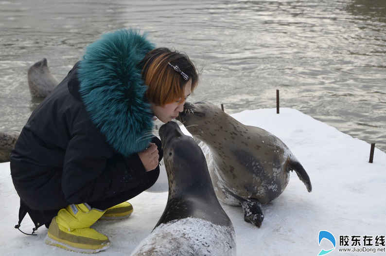 海豹亲近饲养员