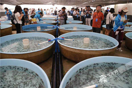 全国网媒走进彭水太原冷水鱼基地 见证地下泉水带来致富路