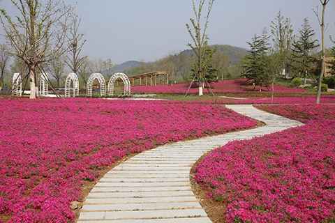 香草月季园